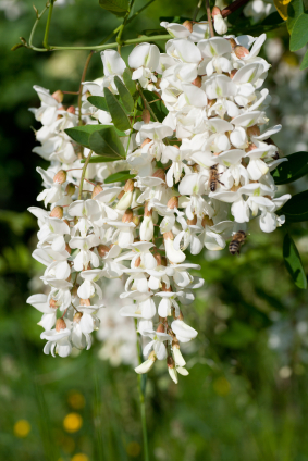 Acacia Flowers